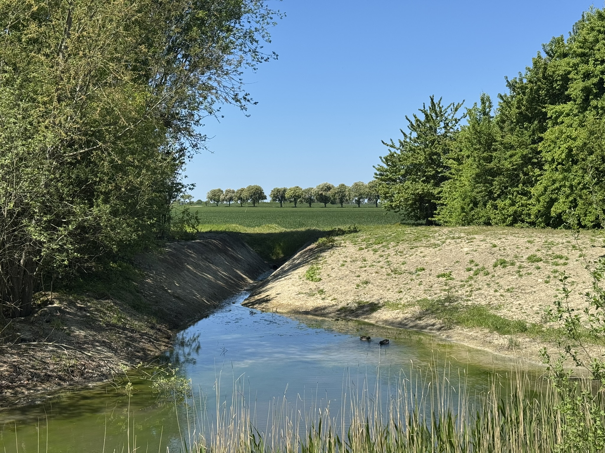 Ett dike och en skog