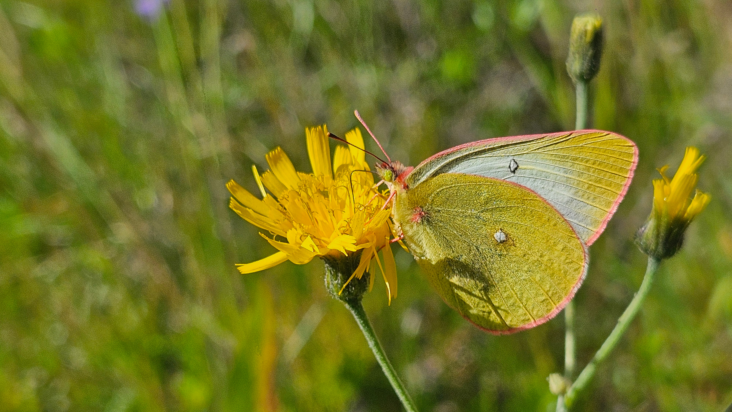 En fjäril på en blomma