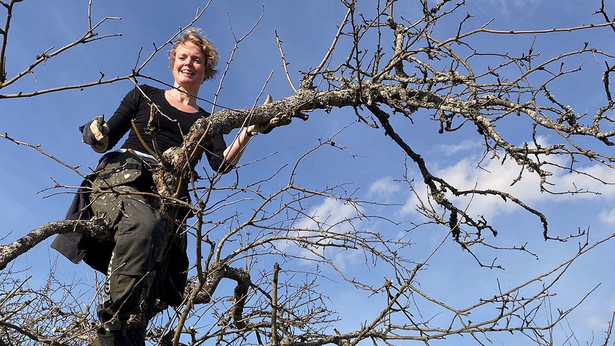 En kvinna klättrar i träd