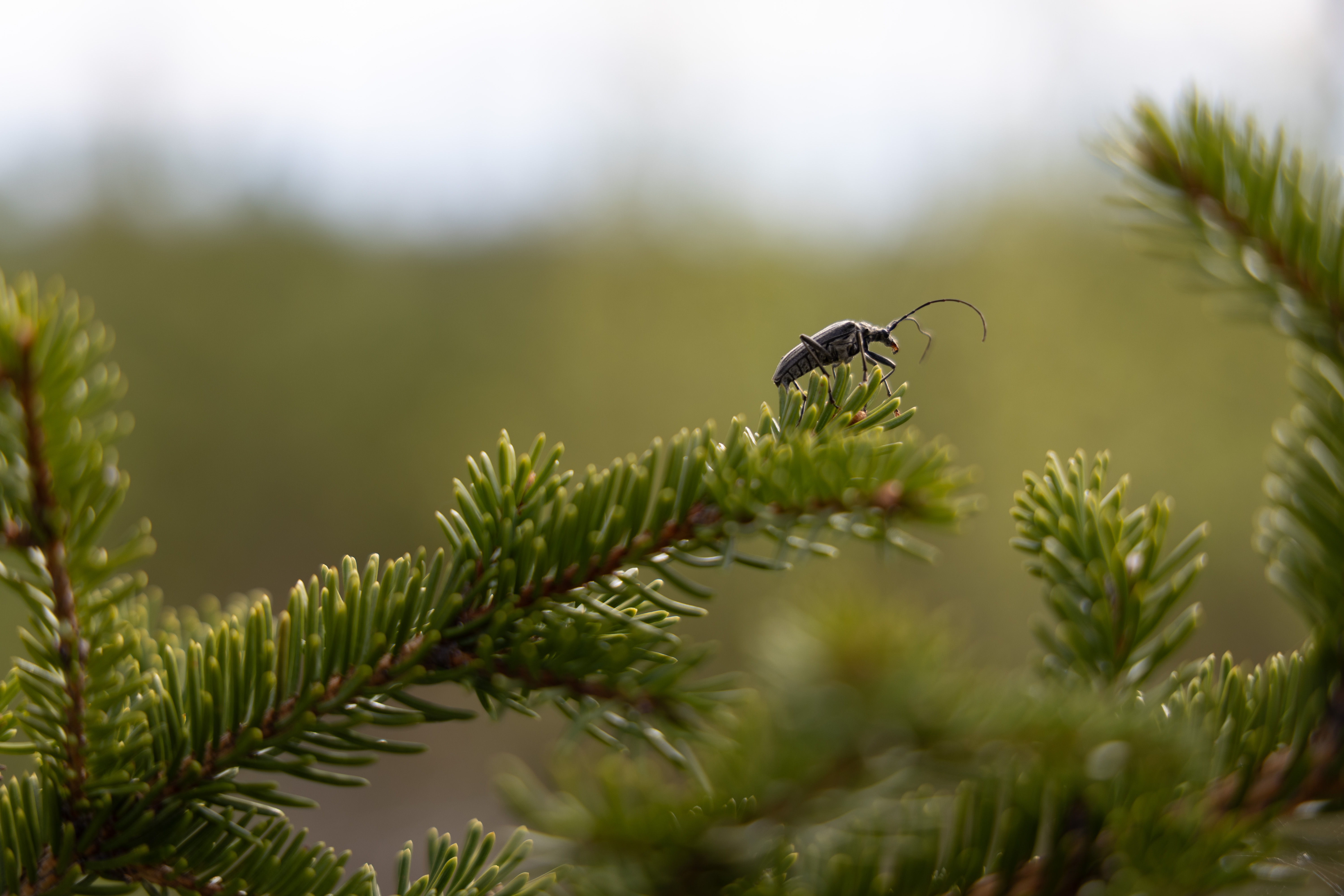 Oxymirus cursor on spruce.