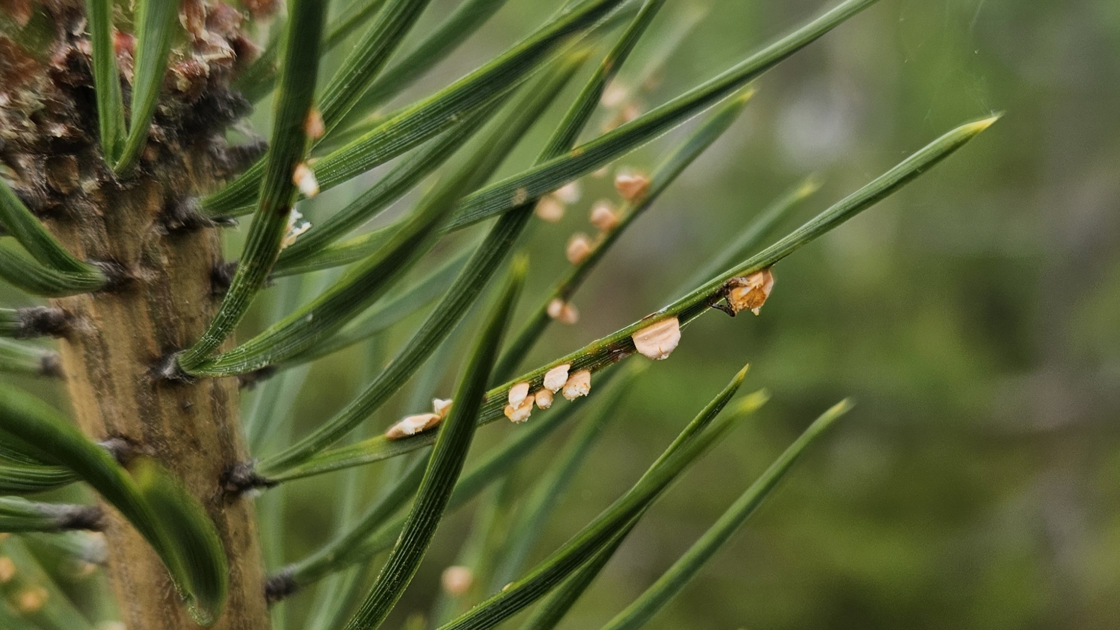 Symptom av blåsrost på tallbarr. Foto. 