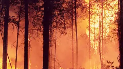 Forest fire. Photo.
