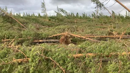 Fallen trees after storm. Photo.