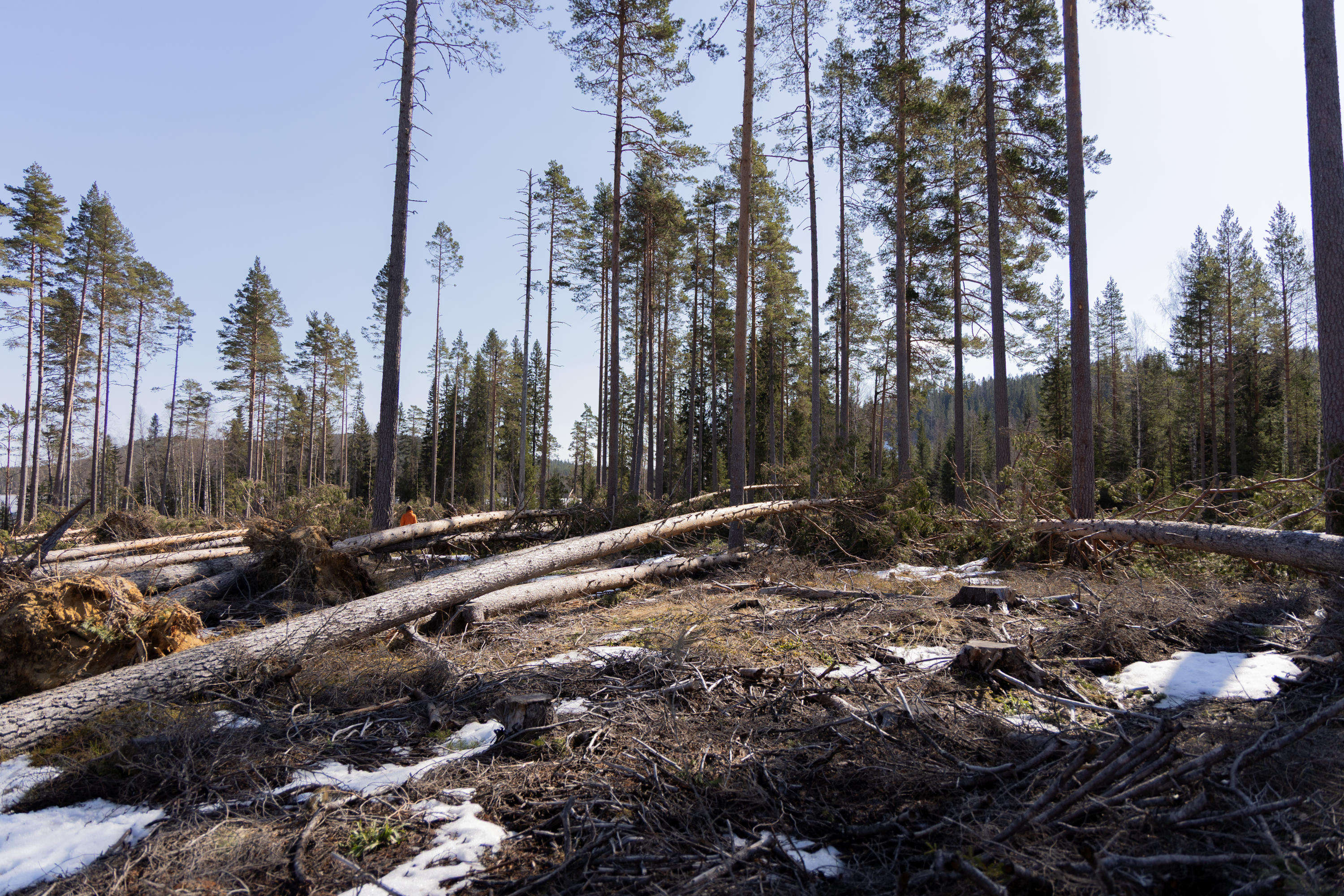 Stormfälld skog. Foto. 