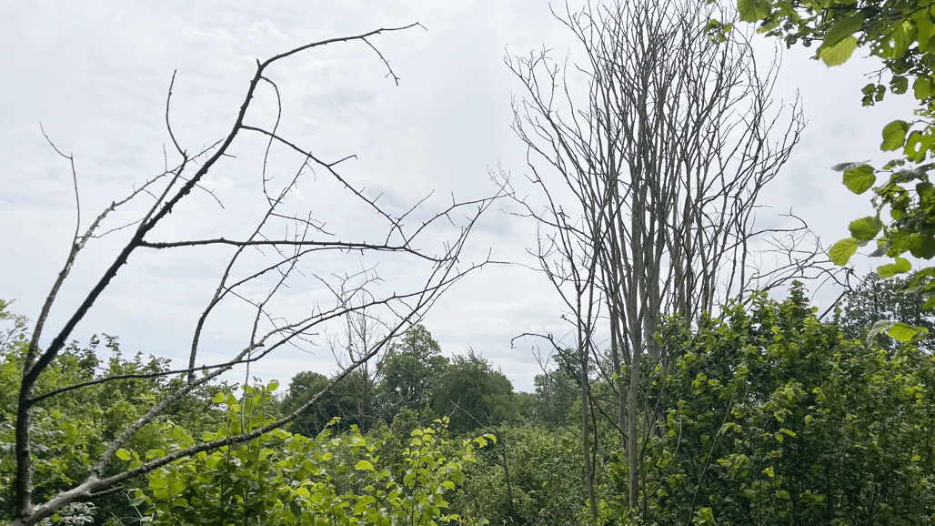 Dead trees in Örups nature reserve. Photo.