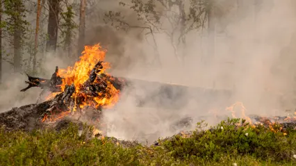 Skogsbrand under naturvårdsbränning. Foto.