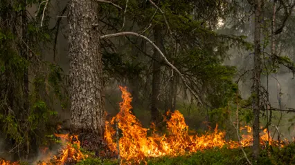 Brand i skog. Foto.