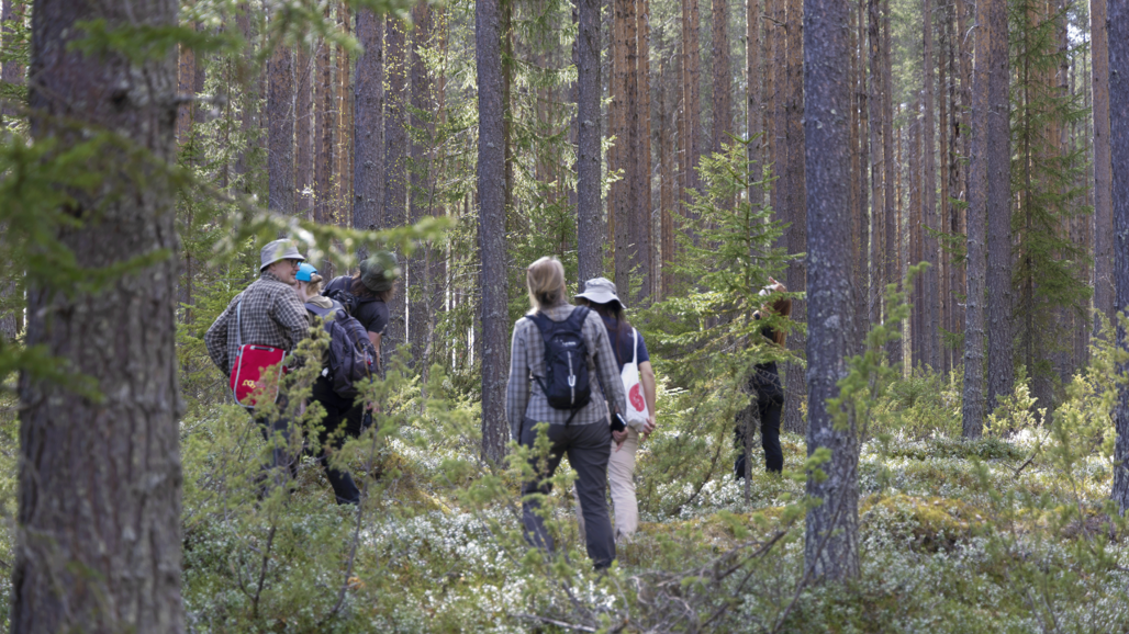 Phd-students in forest. Photo.
