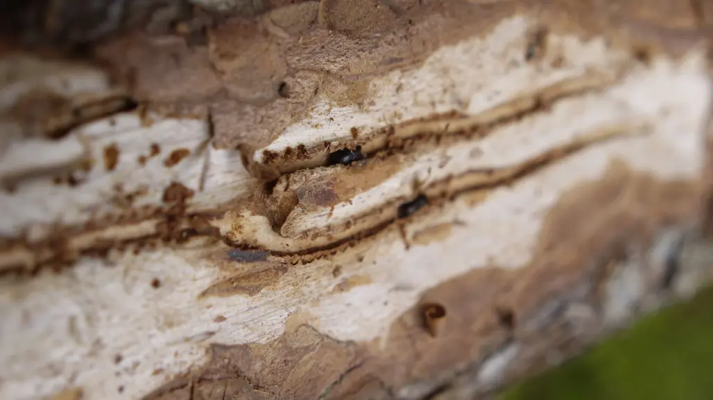 Insektsgångar av granbarkborre. Foto.