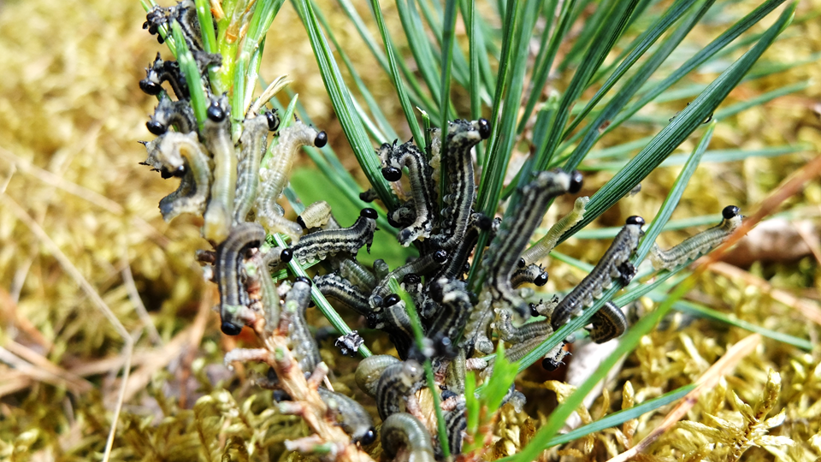 Sawflies on pine. Photo.