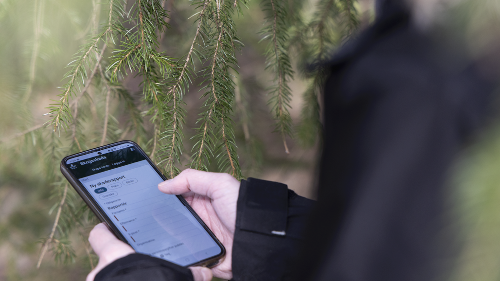 Webbverktyget Skogsskada på mobil. Foto.