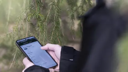 Webbverktyget Skogsskada på mobil. Foto.
