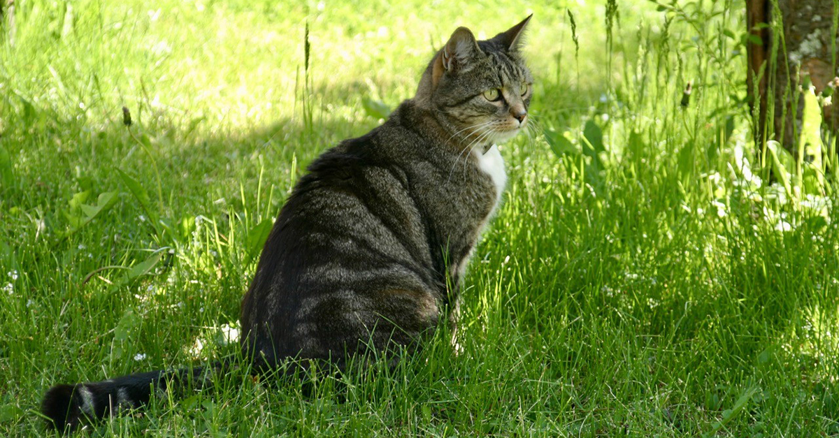 En brunspräcklig katt i gröngräset. Foto.