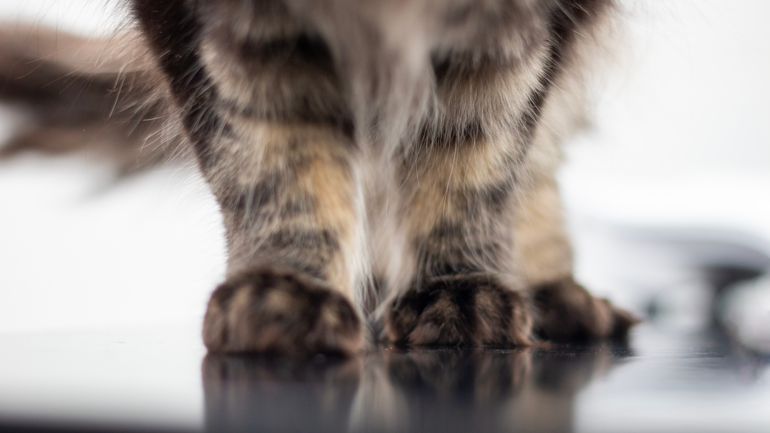 Frambenen på en lurvig katt. Foto.