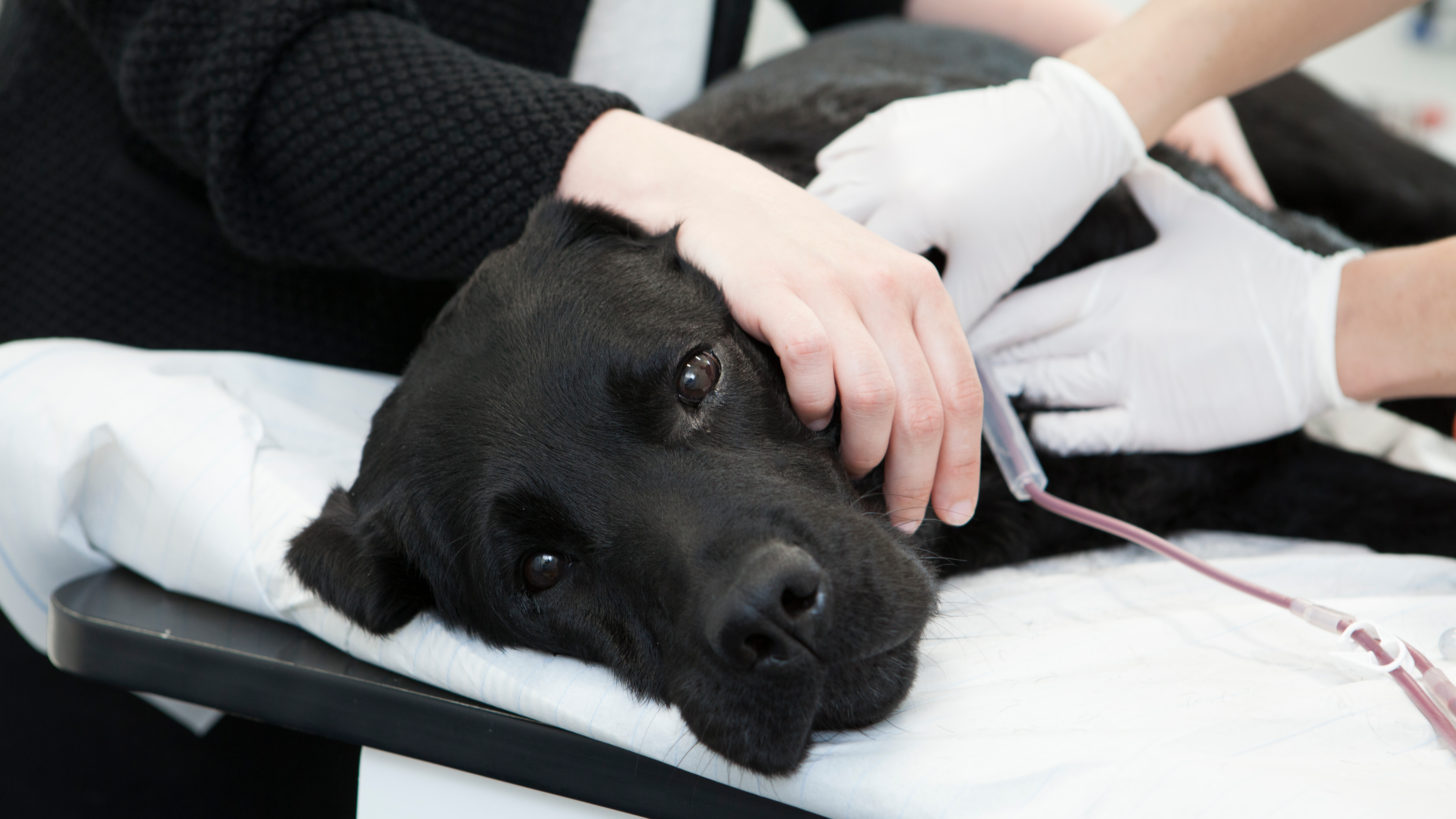 Hund ligger på ett bord och blir undersökt av veterinär.