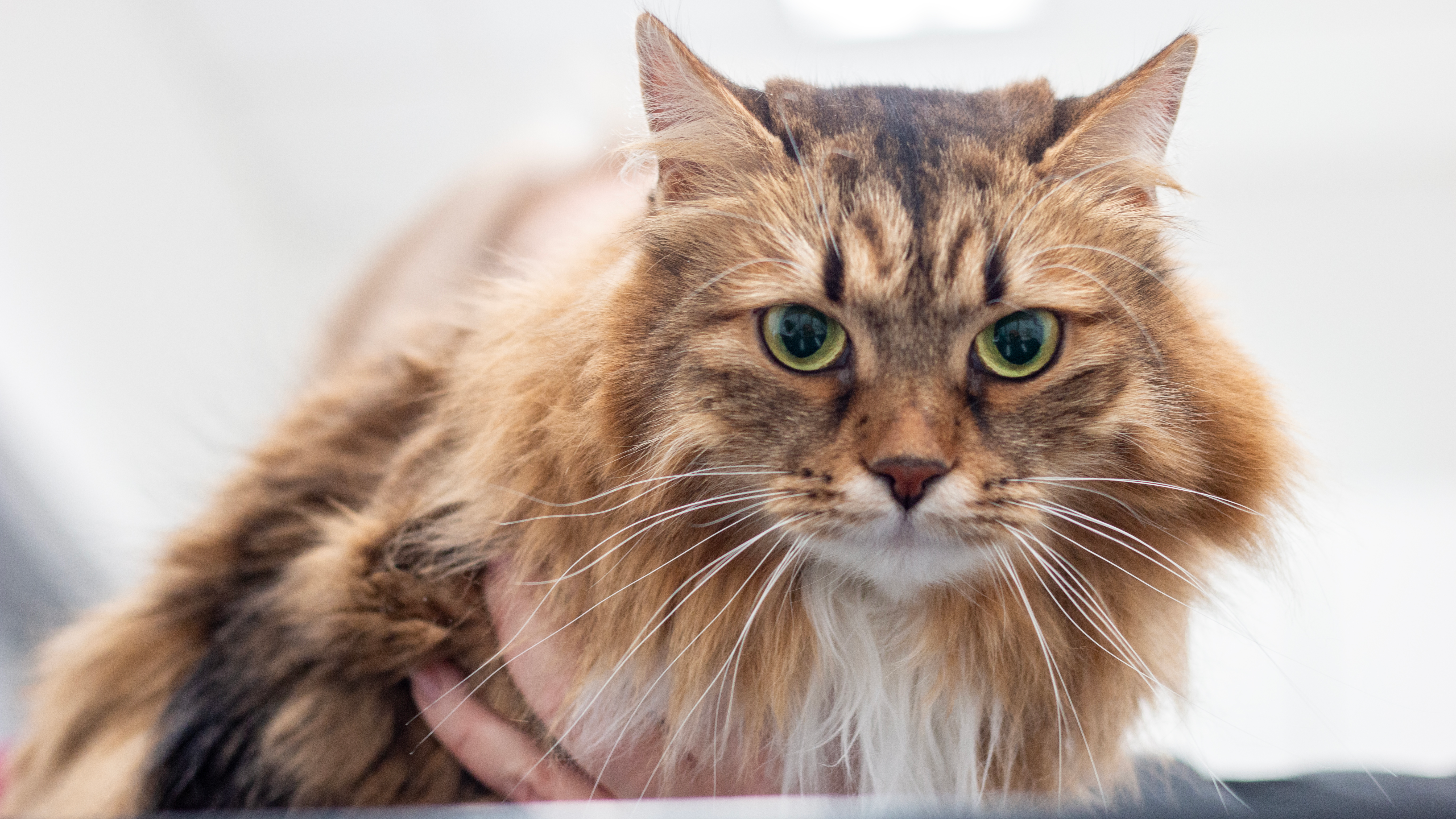 Närbild på en katt som ligger ner.