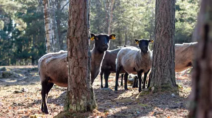 Fyra får står i en skog.