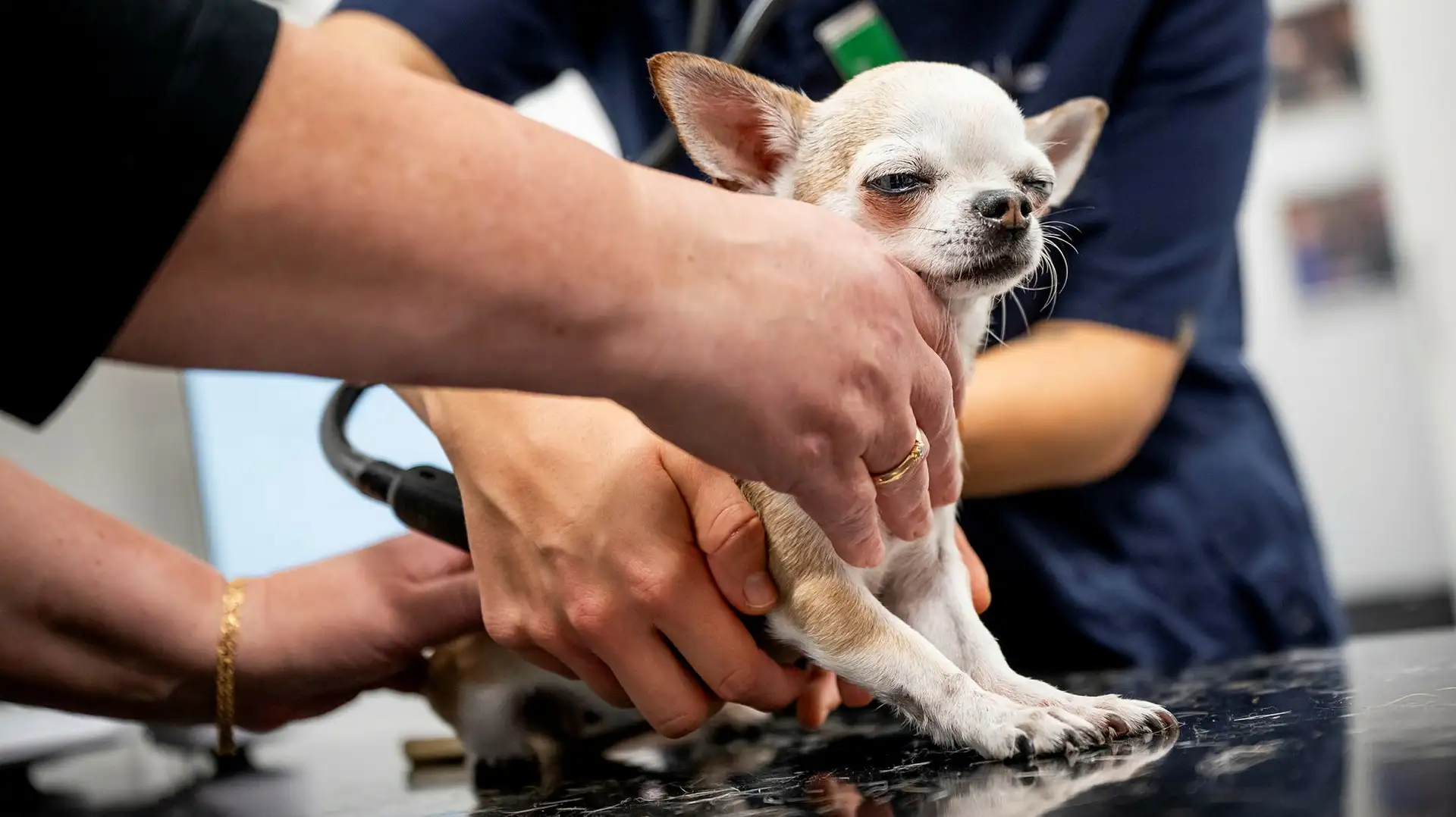 Chihuahuan Mimmi, 9 år, får hjälp på Sveriges lantbruksuniversitet i Uppsala. Mediciner som forskats fram till henne och andra djur kan bidra till medicinska genombrott även för oss människor. Foto: Alexander Mahmoud