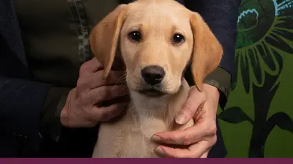 Närbild på en vit hund och en hand som håller om den.