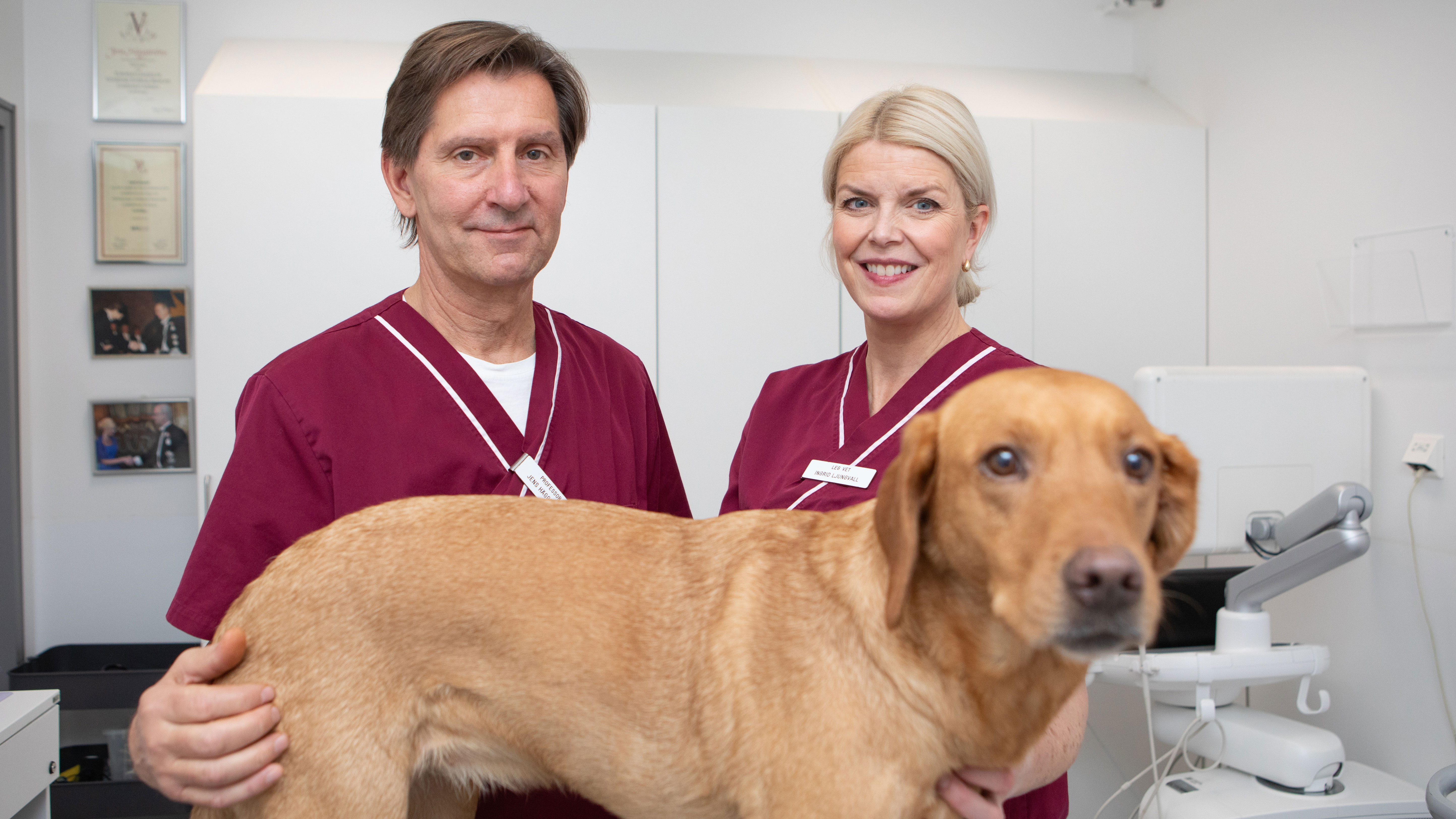 Två veterinärer i vinröda arbetskläder står bakom en ljusbrun hund i ett undersökningsrum.