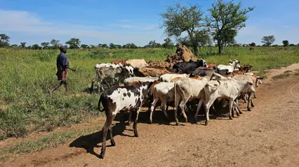 A flock of cows in a dry landscape. Photo.