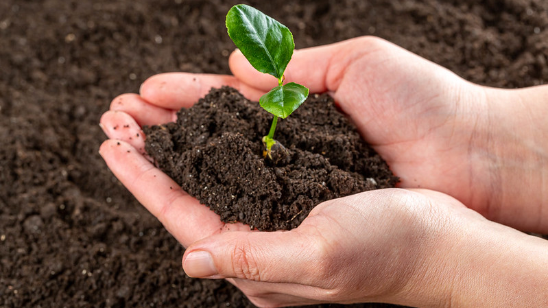 Hands holding young plant with soil.