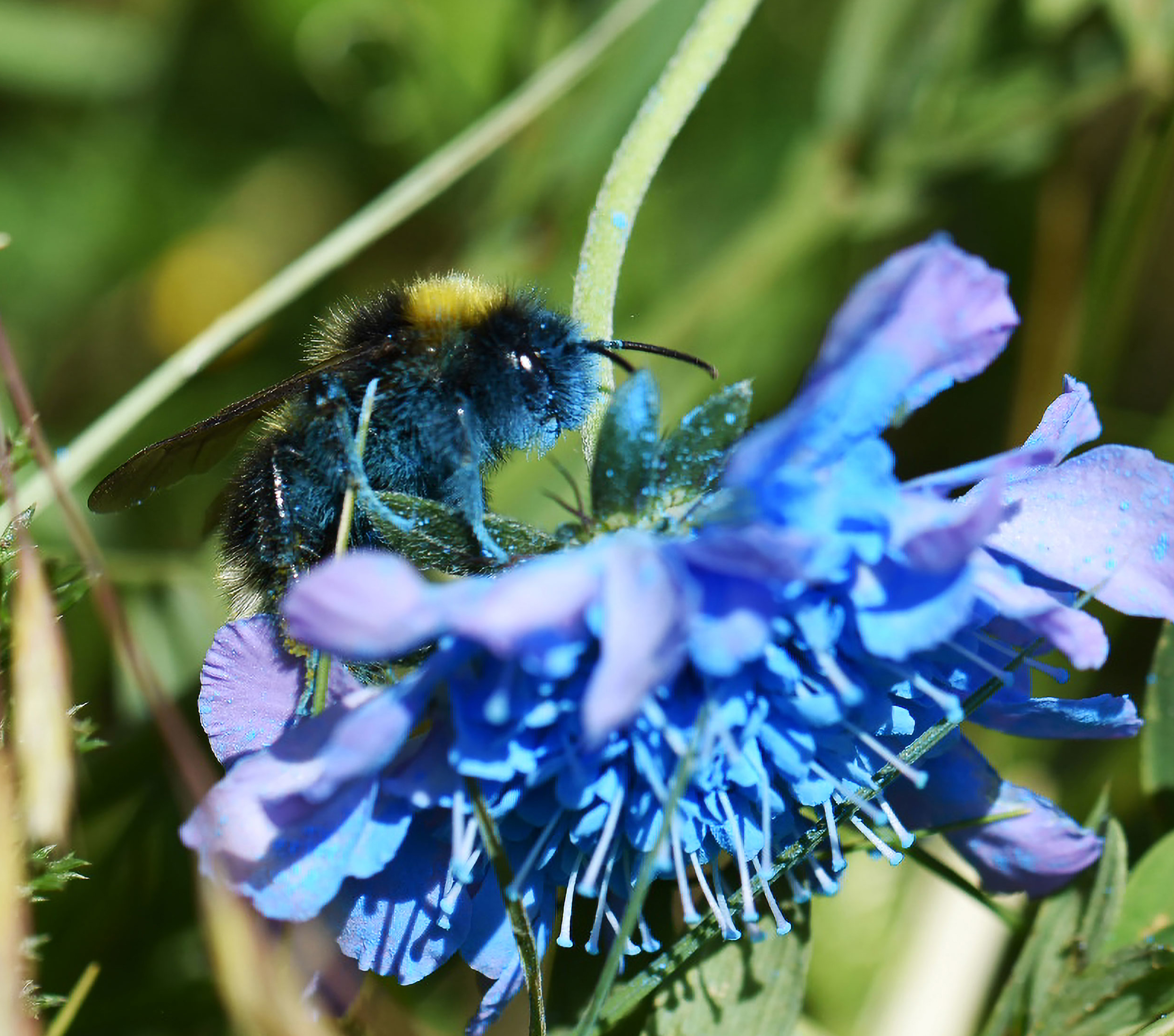 Humla besöker blå blomma