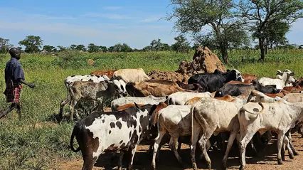 A man and his goats on the savannah.