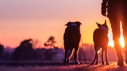 Human and dogs walking at sunset