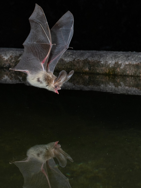 Bats.