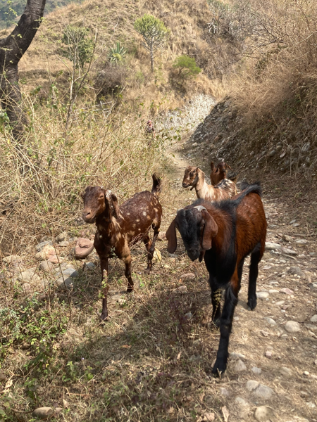 Four brownish goats in a mountainous setting in India. Photo.