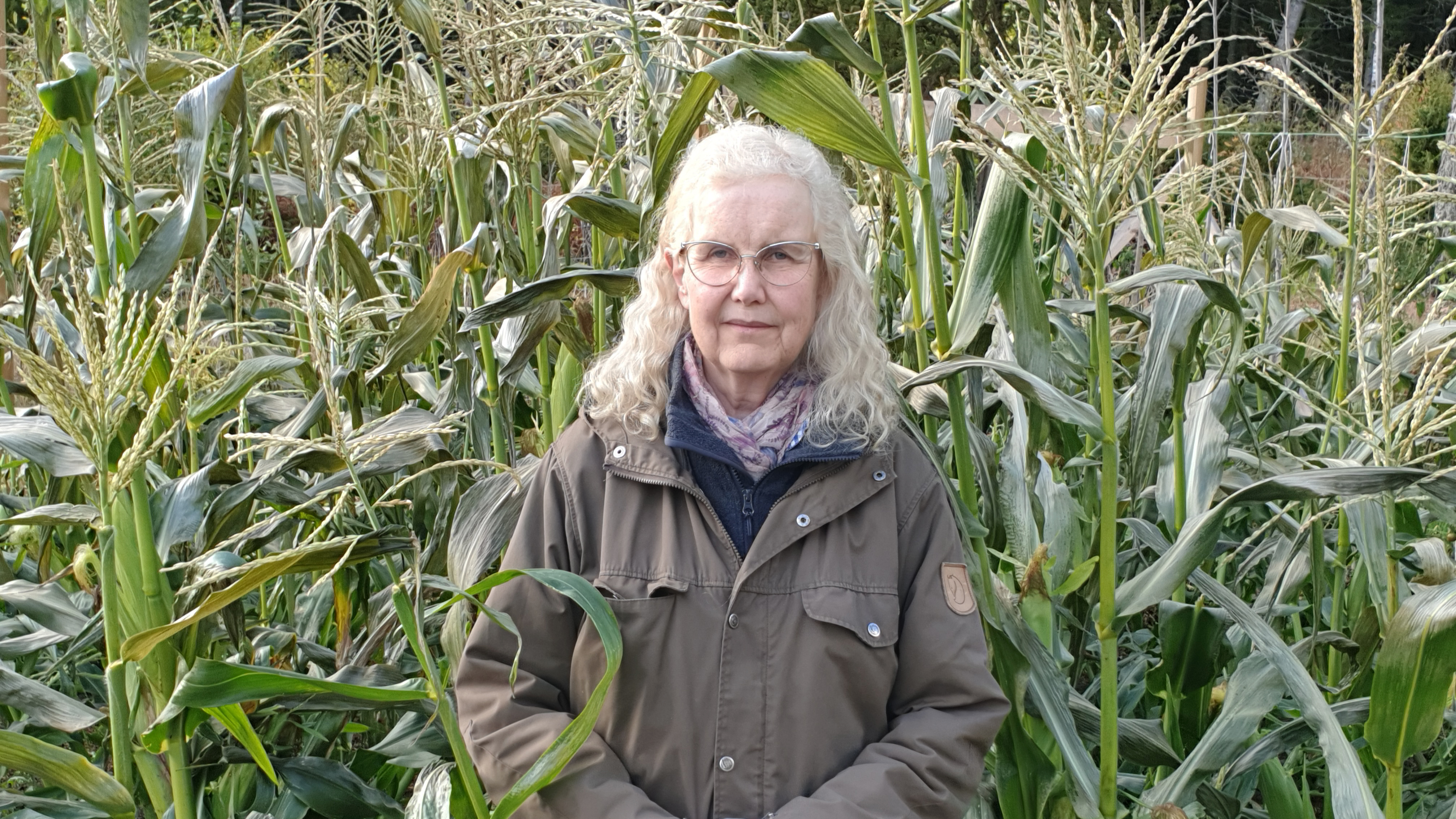 A woman in a maize field. Photo.