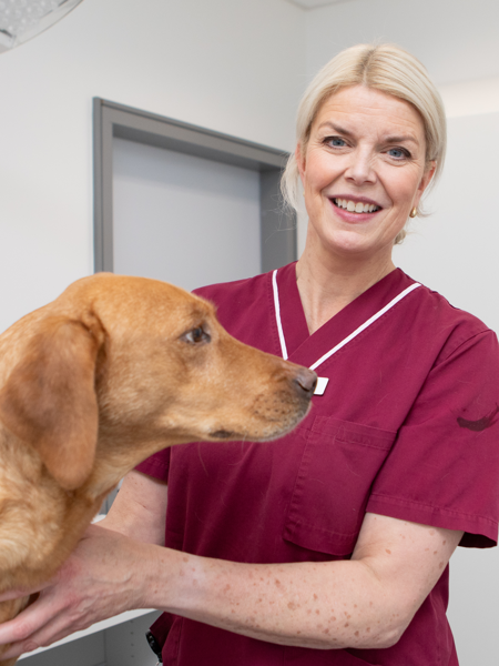 A female veterinarian stands next to a dog in a veterinary clinic. Photo.