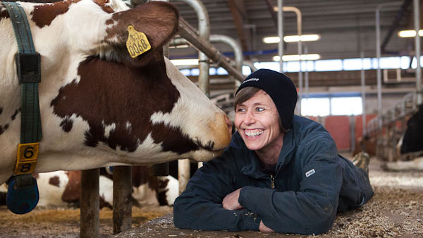 A smiling woman lies in front of a cow in a barn setting. Photo: Jenny Svennås-Gillner, SLU