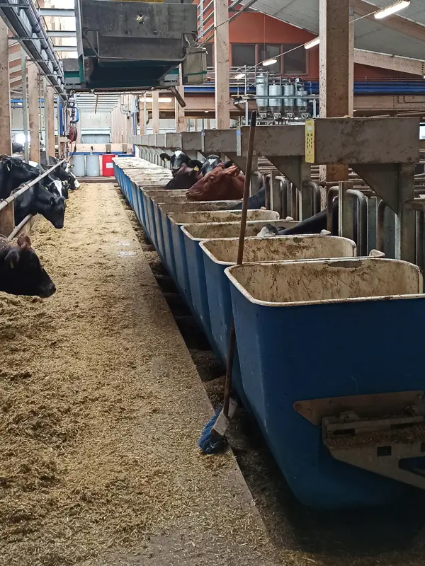 Feed containers and cows. Photo.