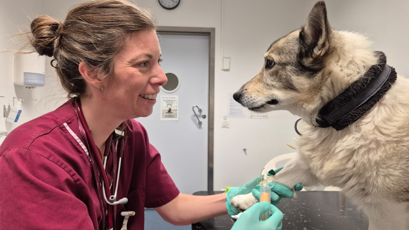 Ida Hallberg is collecting a blood sample from a dog.