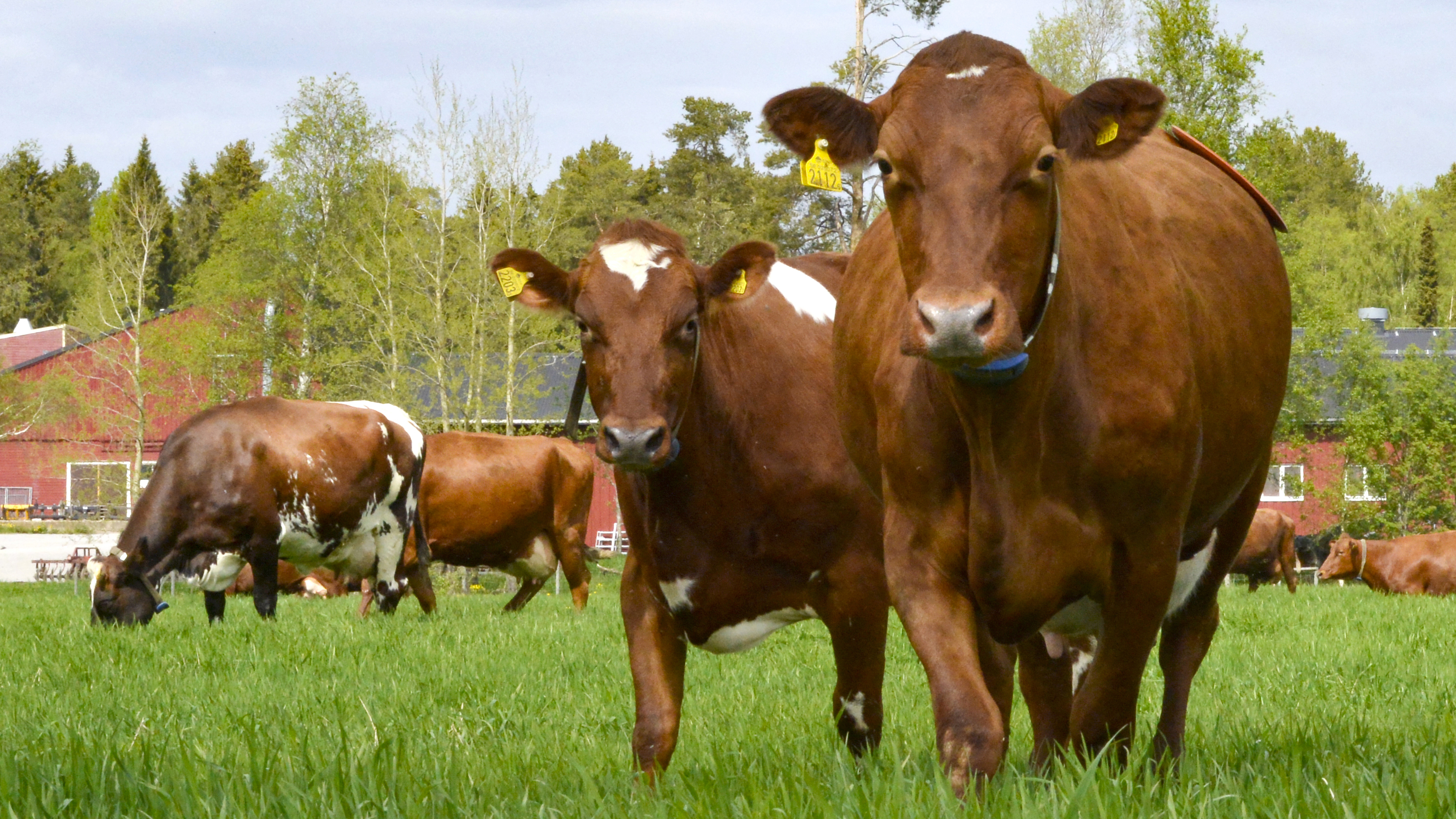 Cows on pasture. Photo.