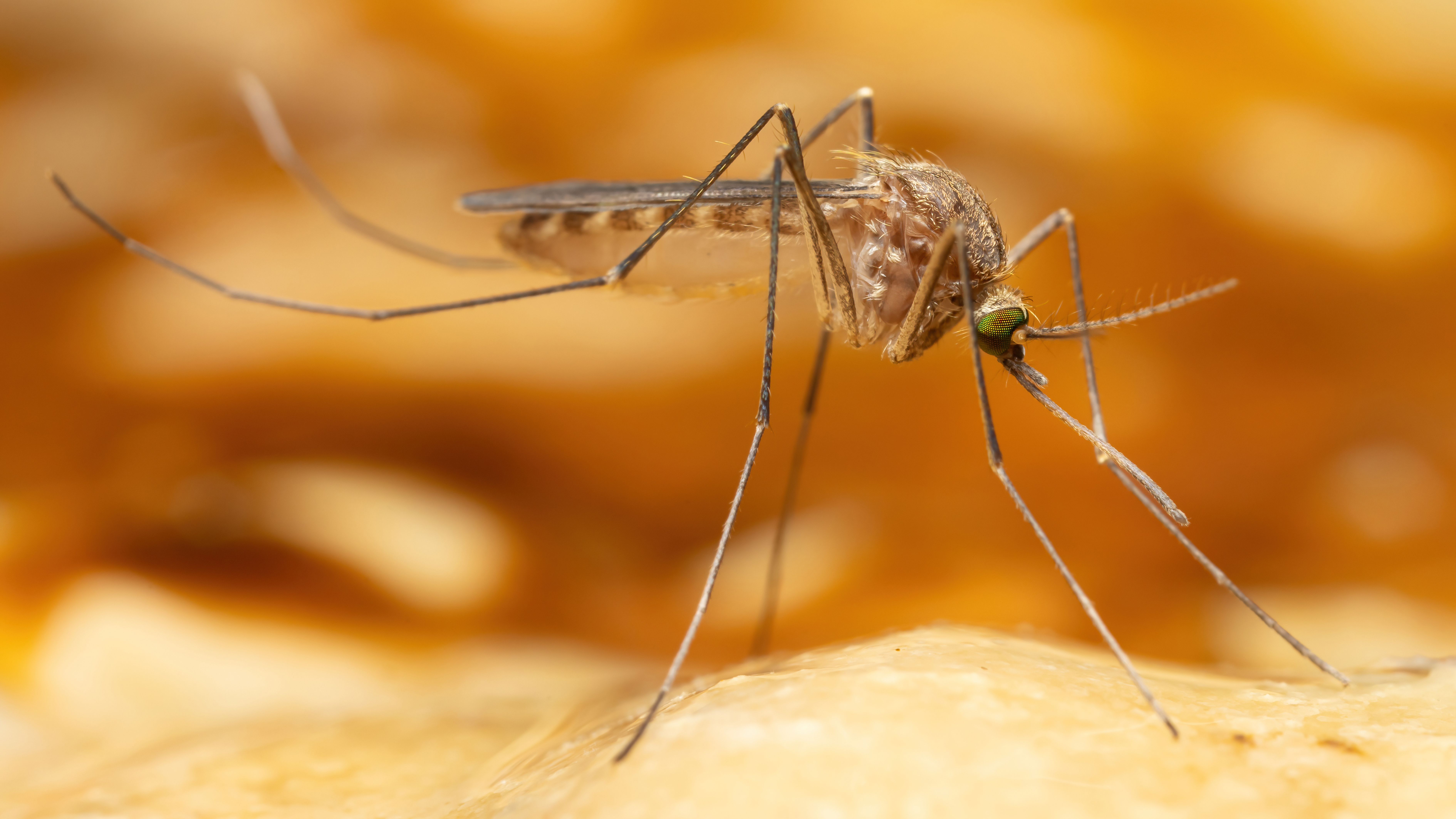 A mosquito. Photo. 