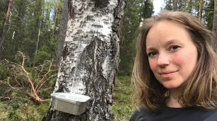 Woman at a birch tree with a box of aluminum foil attached to it. Photo.