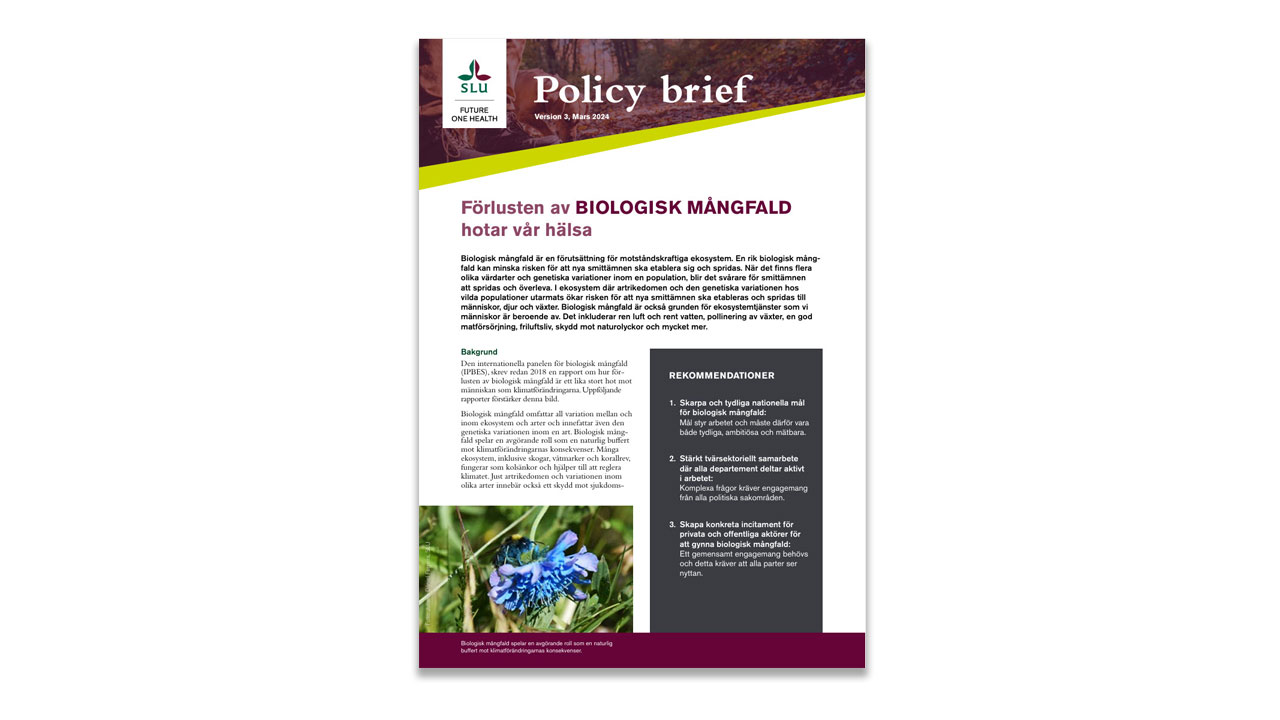 Cover of a policy brief. Image.