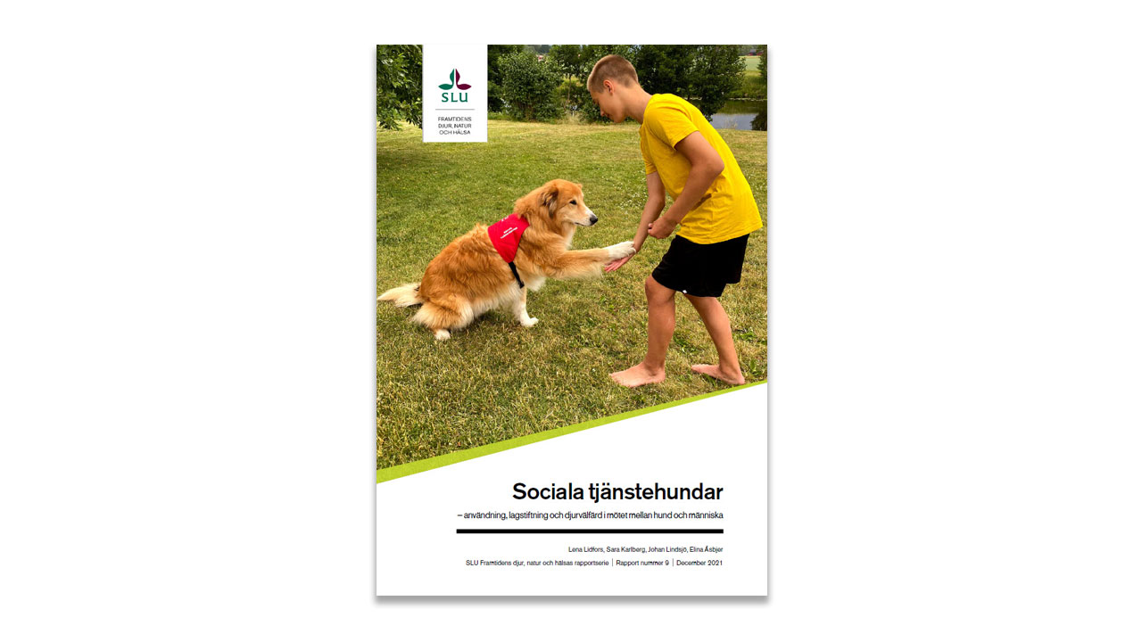 Rapportomslag. Bild.