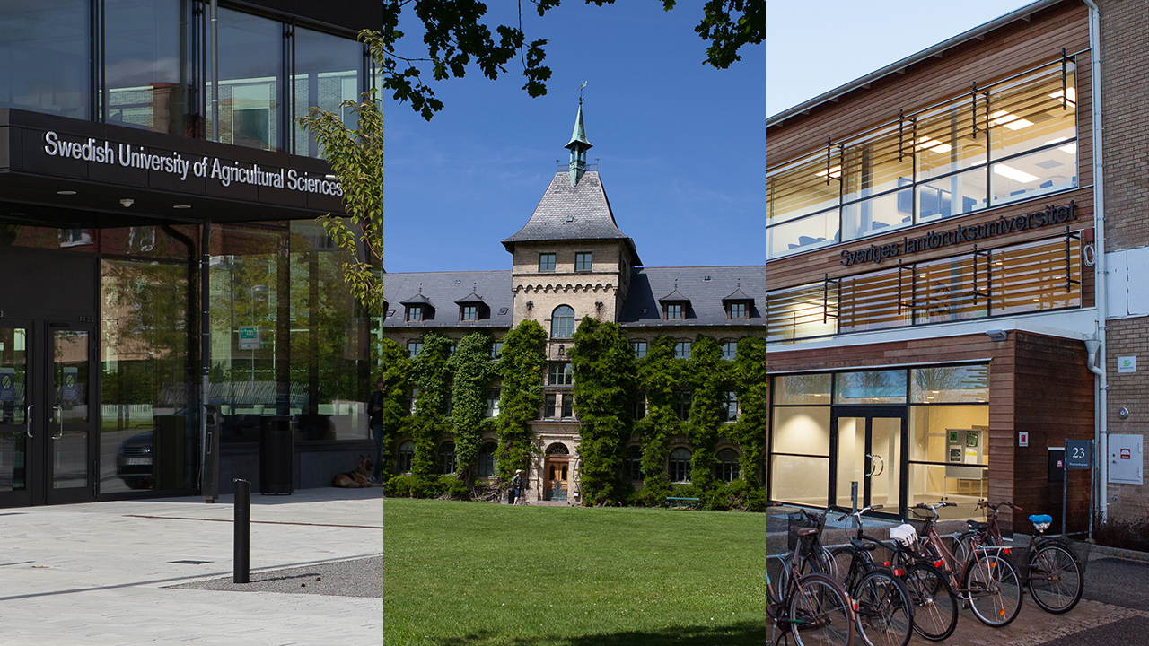Ett kollage med tre byggnader på SLU:s olika orter i Alnarp, Uppsala och Umeå. Foto.