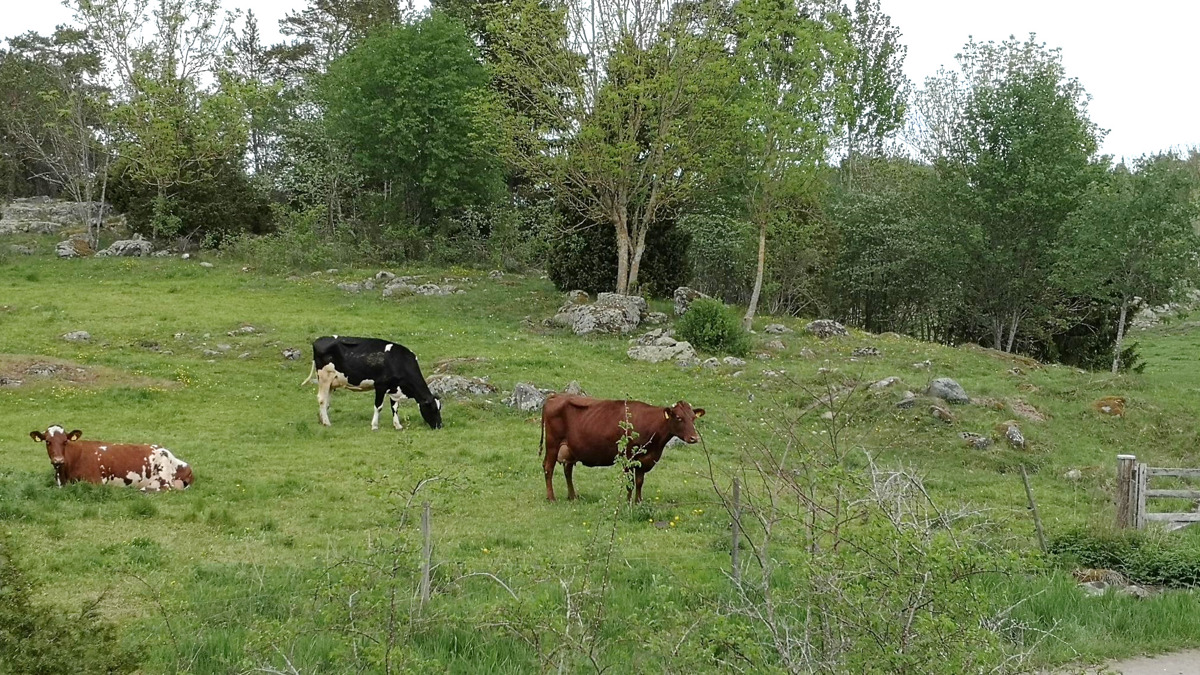 Kvalitetsuppf ljning Av ngs Och Betesmarker V xter Och Vegetation kvalitetsuppf-ljning-av-ngs-och-betesmarker-v-xter-och-vegetation