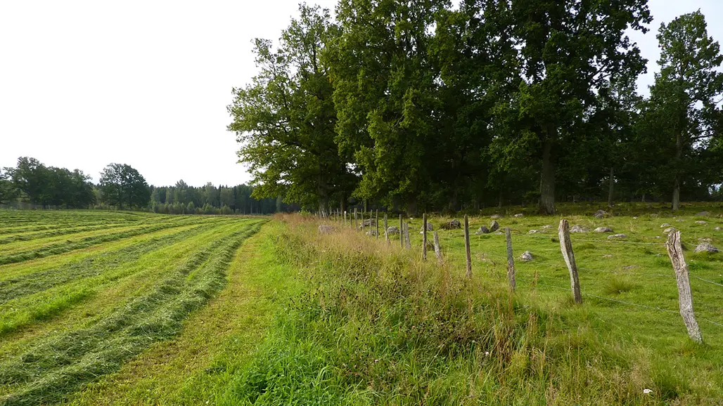 Meadows and pastures.