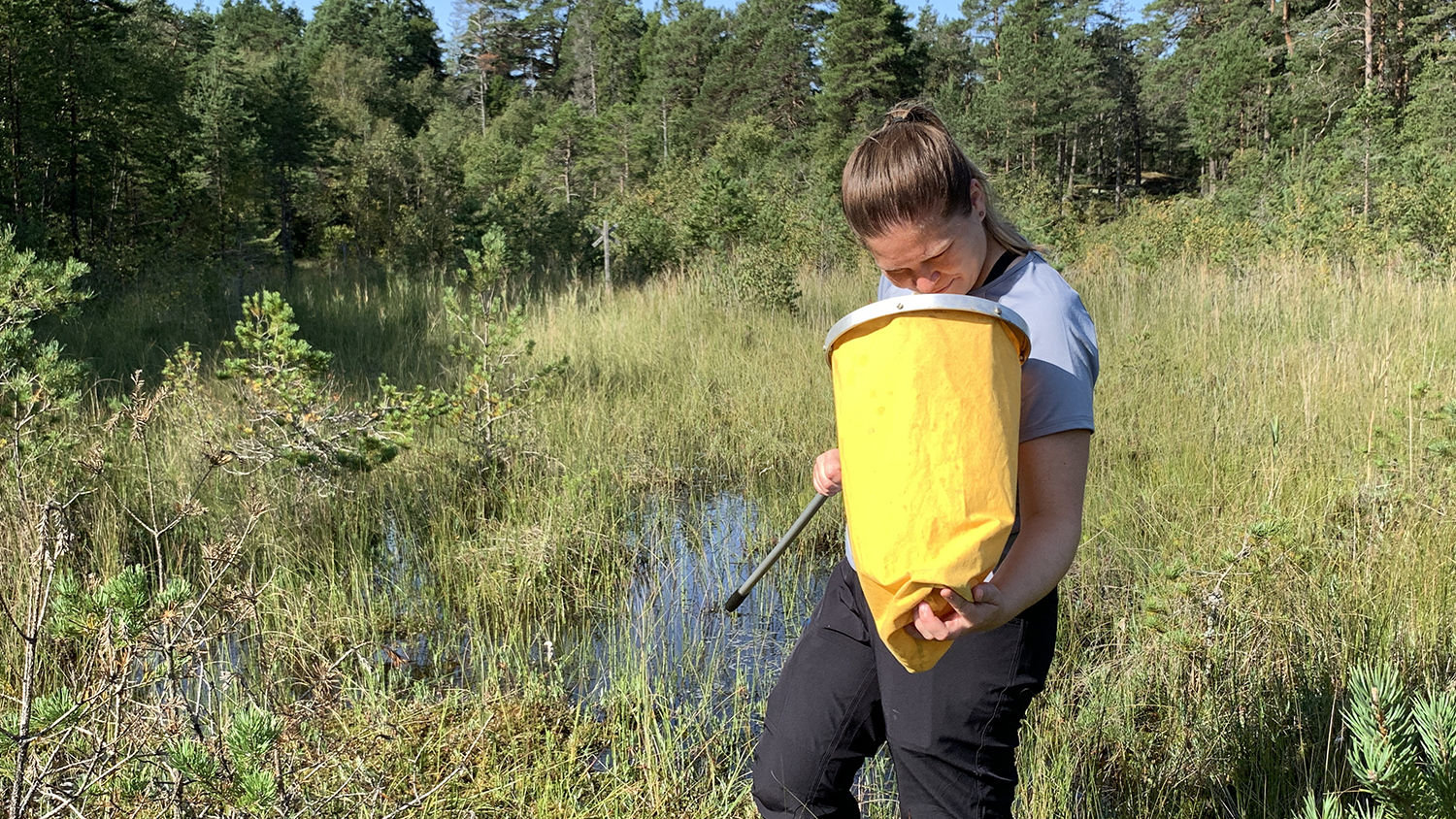 Person tittar ner i håv