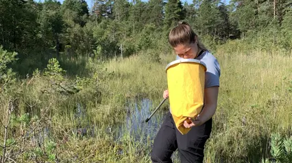 Person tittar ner i håv