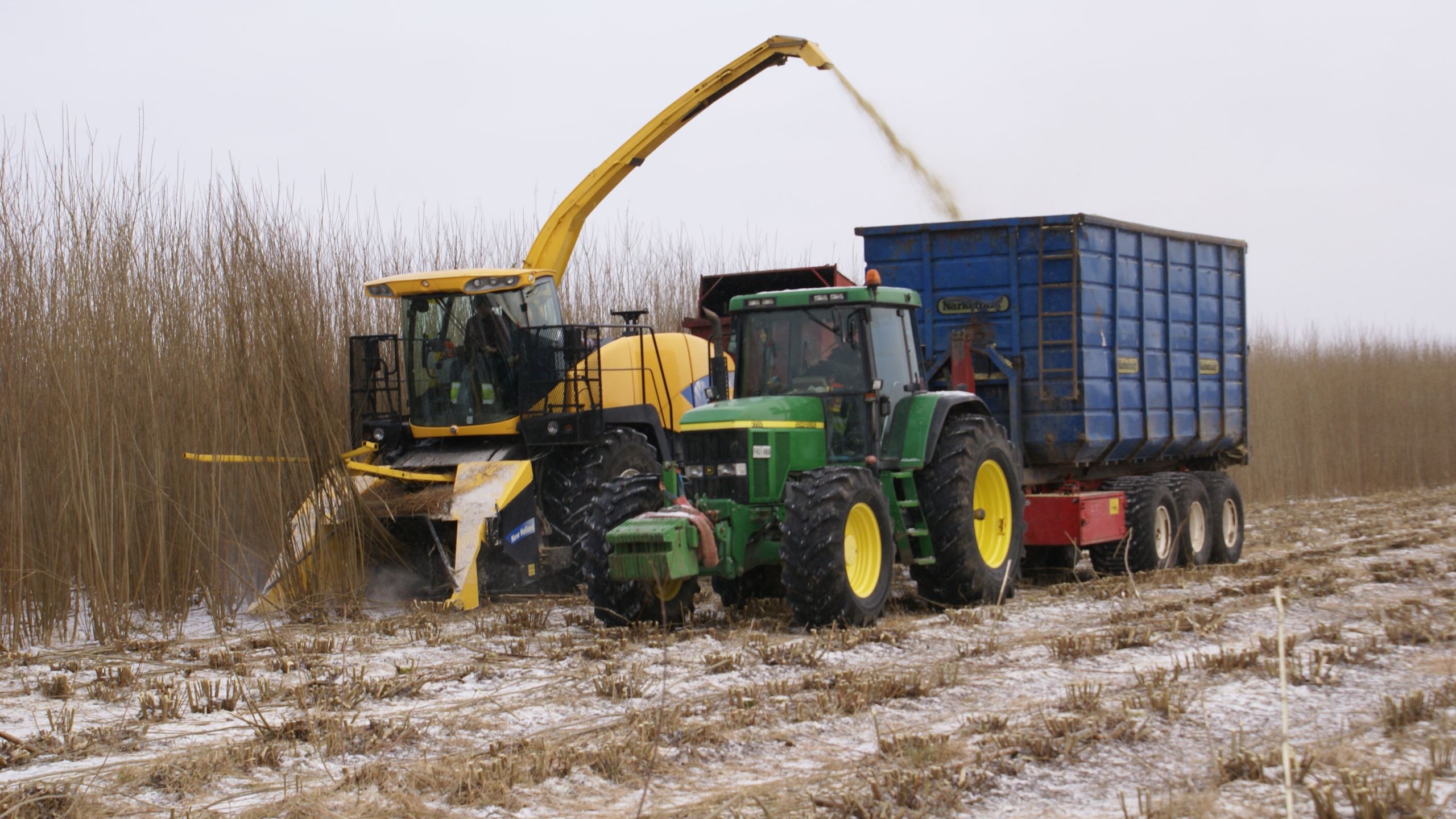 Salix harvested