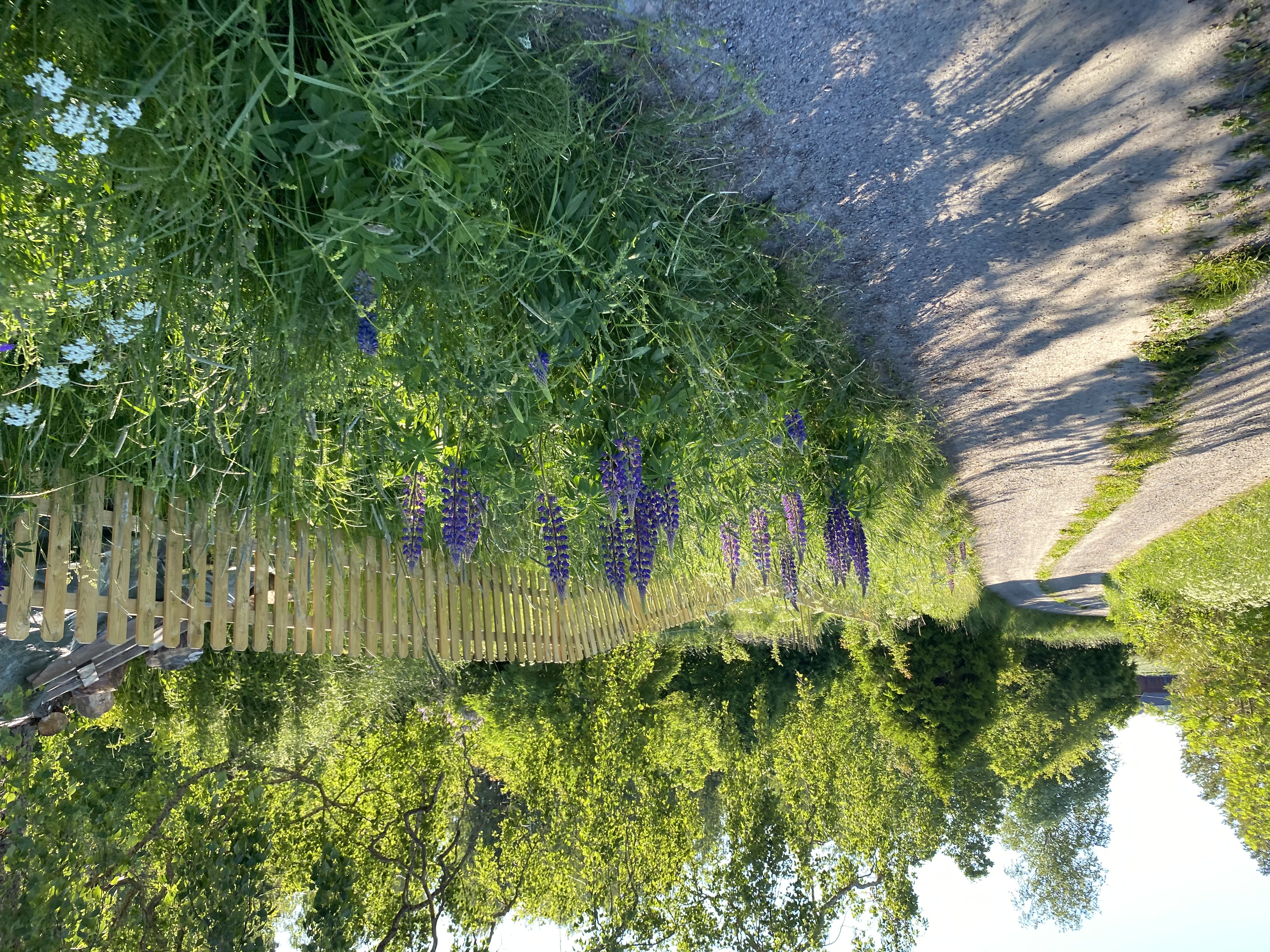 Blomsterlupin vid ett staket