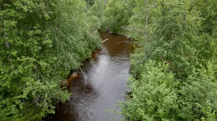 En bäck i en skog