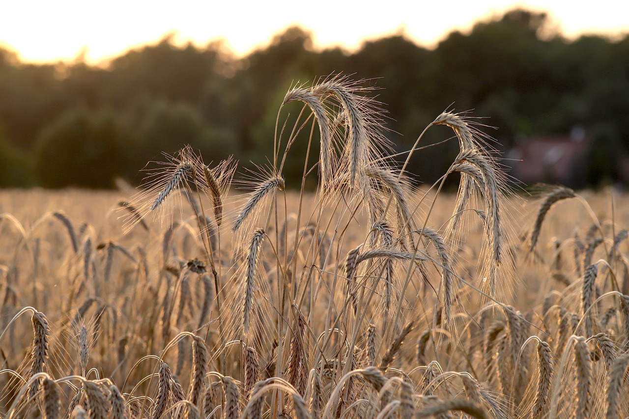 wheat-nature